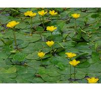 Portal Cool 3 Nymphoides peltata (Frange Water Lily) Estanque Piante