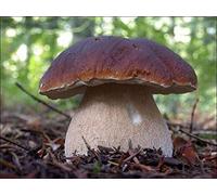Portal Cool 30 G: Boletus Edulis Fungo Bianco secco Grano micelio 10 G o 30 G Ucraina