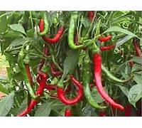 Portal Cool 300 Peperoncino Piccante Cayenne Lungo Sottile (Capsicum annuum) * Heirloom * Semi