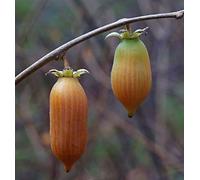 Portal Cool 5 Semillas Matatabi (Actinidia polygama) Semillas de plata Vigne T98 de plata de la vid