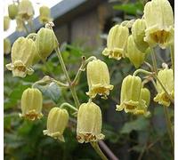 Portal Cool 5 X Clematis Buchananiana Schlüsselblumenwaldrebe Semillas - - - B943