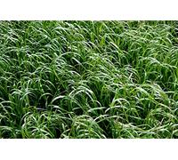 Portal Cool 500G fertilizantes semillas verdes Raigrás Westerwold/Lolium Multiflorum/raigrás