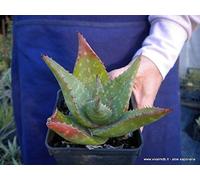 Portal Cool Aloe Saponaria sin. Aloe Maculata V18 1 Pianta grassa 1 Pianta grassa