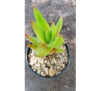 Portal Cool Aloe Vera Noble formare Un Disarmato 10