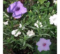 Portal Cool Chi Chi: Mexican Petunia/Ruellia Simplex: Mayan White & Chi Chi & Purple Showers 3Cuttings