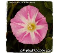 Portal Cool Convolvulus arvensis â€˜correhuelaâ€™ [Ex. Co Durham, Inglaterra] 20 semillas