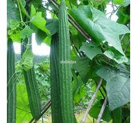 Portal Cool Green: Heirloom Luffa Sponge Gourd Loofah Dishcloth 50 semi molto produttivi T