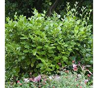 Portal Cool Griselinia Littoralis Variegata 1L Pot 30Cm Alto Cobertura Evergreen
