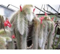 Portal Cool Hildewintera Cleistocactus Colademononis Cola De Mono Cactus Bonsai 20 Semillas