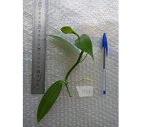 Portal Cool Isla de la Reunión, Planifolia planta de la orquídea de vainilla, planta de la orquídea de vainilla