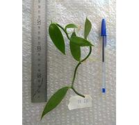 Portal Cool Isla de la Reunión, Planifolia planta de la orquídea de vainilla, planta de la orquídea de vainilla