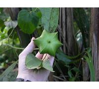 Portal Cool Las semillas del paquete: 10 De Plukenetia Volubilis, Sacha Inchi, Sacha cacahuete, maní Montaña