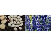 Portal Cool Las semillas del paquete: 15 Semi Lupinus mutabilis Lupino Tarwi Tarhui