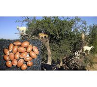 Portal Cool Las semillas del paquete: 15: semillas frescas Argania Spinosa, Aceite de Argán, semillas de argán, árbol del Argan, cosecha 09/18