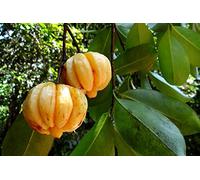 Portal Cool Las semillas del paquete: 20 semillas Garcinia Gummi Gutta, Garcinia cambogia, tamarindo malabar