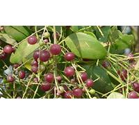 Portal Cool Las semillas del paquete: 50: 50 semillas Salvadora Persica, cepillo de dientes del árbol, árbol de mostaza, semillas de sal cepillo