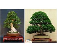 Portal Cool Las semillas del paquete: 50 de Carpinus Turczaninowii, Carpe coreano, Bonsai C