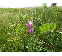 Portal Cool Las Semillas del Paquete: 60GGreen Invierno Veza/Vicia Sativa/arveja de abono Verde