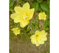 Portal Cool Las semillas del paquete: Dos Onagra Seedss Sundrops Oenothera Fruiticosa fragante Hardy