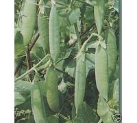 Portal Cool Las semillas del paquete: Guisantes temprana Douce Provenza Ap 1100 Semilla £ 3.90 Siembra temprana FREEPOST