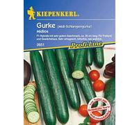Portal Cool Las semillas del paquete: Kiepenkerl - Pepino Midios 2649 Midi serpiente pepino F1 híbrido resistente