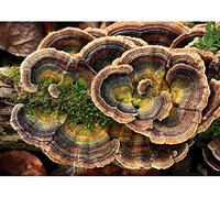 Portal Cool Las semillas del paquete: semillas Coriolus versicolor/micelio esporas freza secas