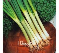 Portal Cool Limite di Tempo!!Vegetal - Cebolla de primavera - Blanco Lisboa - 100 unidades/bolsa ideal para cocinar