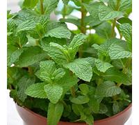 Portal Cool Paquete de se as: Limón menta * 1000Pcs Se as * * saludable