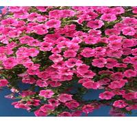 Portal Cool Paquete de se as: Petunia - Rose Vena Velvet - 20 se as