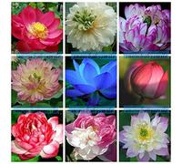Portal Cool Paquete de se as: Pic39 mini azul 10Se as: 60 variedades de se as de agua de la taza del cojín de lirio nuci Pond Se asas de flor