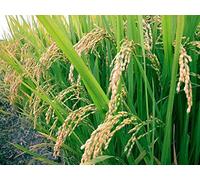 Portal Cool Paquete de se as: Se as Arroz Basmati - Crezca sus los propios - Theseedhouse - OGM - 200 se as