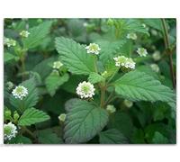 Portal Cool Paquete de semillas: Lippia Semillas Semillas Beukessboss Lippia Dulcis10 S0869