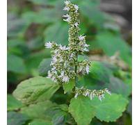 Portal Cool Paquete de semillas: Pogostemon Cablin (Patchouli) 10 Semillas