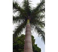 Portal Cool Paquete de semillas: Roystonea regia 20 Semillas Semillas Palma Real cubana Royal Palm Botella de Palm