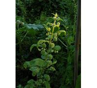 Portal Cool Parietaria a Foglie di ortica - Urtica Dodartii - vegetali Rare e Ornamenal 10Seeds