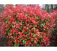 Portal Cool Photinia Pequeño Robin Rojo Piante Foglie Rosse Hardy Arbusti Acquista 3 Obtener P & P gratis