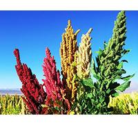 Portal Cool Quinoa (Chenopodium Quinoa) 500 sementi e semi freschi!