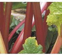 Portal Cool Seeds Package: 50+ Rhubarb Victoria Seeds Non-Gmo Open Pollinated