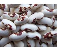 Portal Cool Seeds Package: Frijoles Amarillos a presión de Soldado