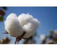 Portal Cool Seeds Package: Gossypium Hirsutum - Cotone, 10 Semi
