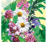 Portal Cool Seeds Package: Hierbaorgánica ucraniana rara "curación". 100 seas