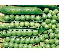 Portal Cool Seeds Package: Homesteader Peas
