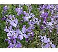 Portal Cool Seeds Package: Mathiola Longipetala Evening Scented Stock Intoxicating Fragrance 300 + Seas