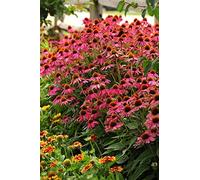 Portal Cool Seeds Package: Seas de equinácea - Pow Wow - Hierba cu- Perenne - 15 seas