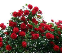 Portal Cool Seeds Package: Seas de rosas trepadoras - Rosa Cascade - Theseedhouse - 10+ Seas