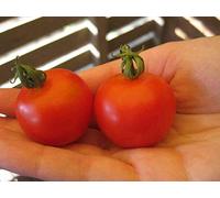 Portal Cool Seeds Package: To Tommy Toe Ganador de la prueba de sabor Primeros cientos de tos Envío combinado