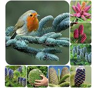 Portal Cool Seeds Package: Type7: a de valory económico seas de abeto de Corea del Sur Ehe8