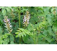 Portal Cool Semillas del paquete: 250+: regaliz (Glycyrrhiza glabra) Semillas de raíz -USA- 100 +, 250 +, 500 +