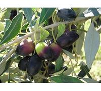 Portal Cool Semillas Kalamata griego Olive Tree - Arbol del Mediterráneo hojas de plata Ediblefruits