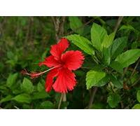 Portal Cool Semillas Paquete: 20 Semillas de Hibisco rojo (Hibiscus rosa sinensis) semillas de hibisco tropical